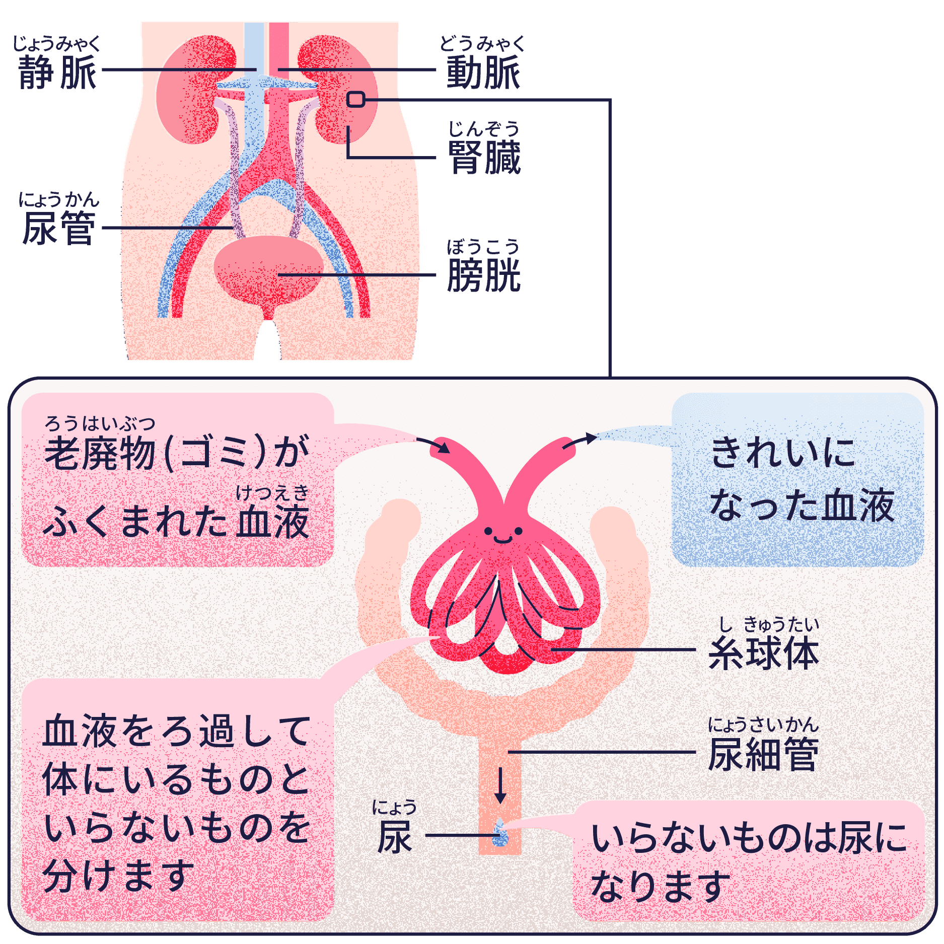 腎臓の主な仕事