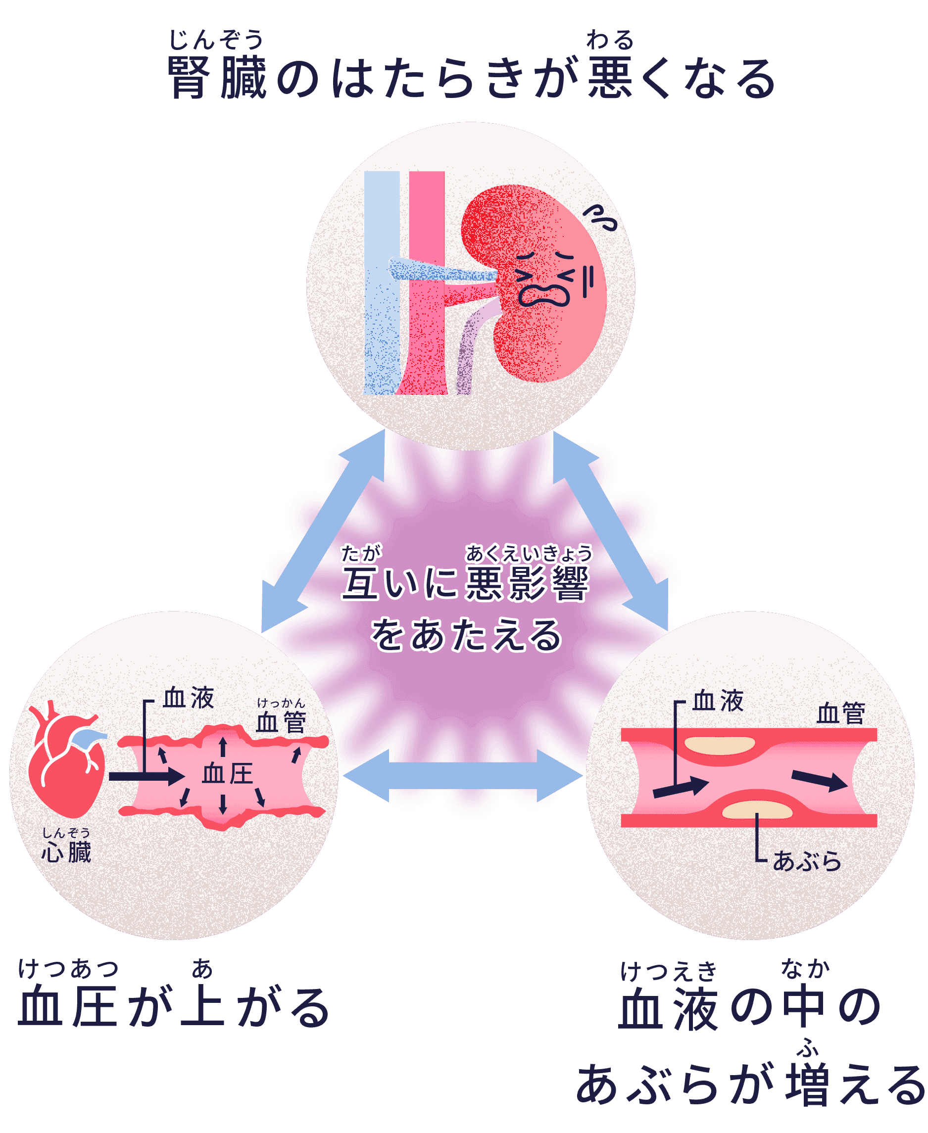 腎臓のはたらき